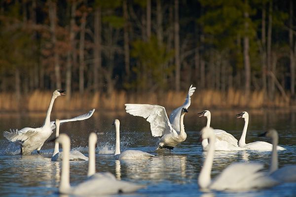 Trumpeter Swans Social Behaviour-Magness Lake-Arkansas