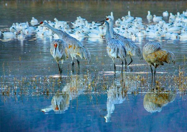 Sandhill Cranes-Bosque del Apache National Wildlife Refuge-New Mexico I