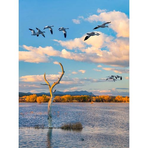 Snow Geese-Bosque del Apache National Wildlife Refuge-New Mexico III