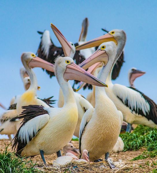 Australian Pelican Colony-Penguin Island-Australia I