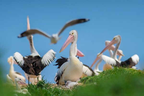 Australian Pelican Colony-Penguin Island-Australia II