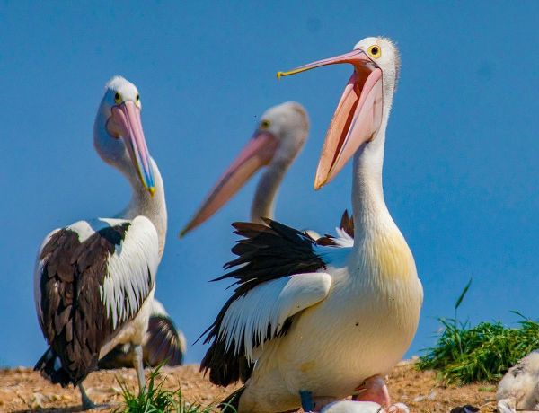 Australian Pelican Colony-Penguin Island-Australia III