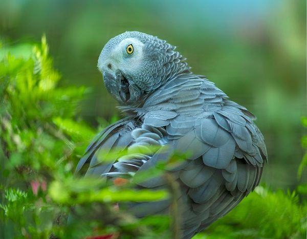 African Gray Parrot Portrait I