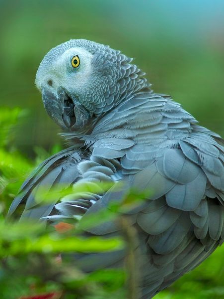 African Gray Parrot Portrait II