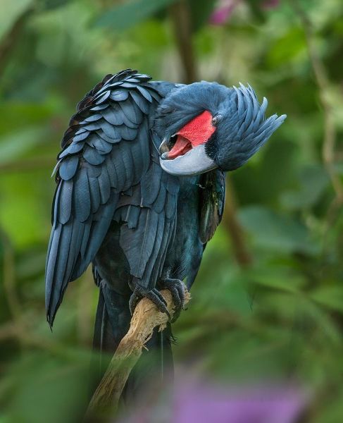 Black Palm Cockatoo-Indonesia