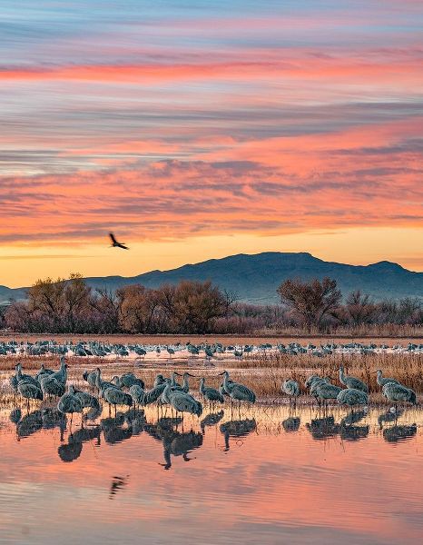 Sandhill Cranes-Bosque del Apache National Wildlife Refuge-New Mexico III