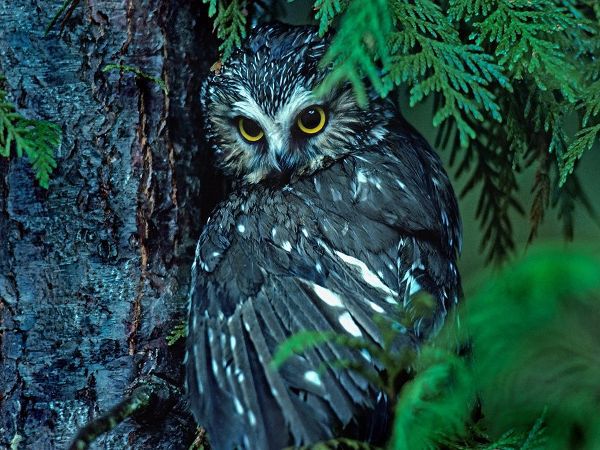 Northern Saw-whet Owl Mantling Prey British Columbia