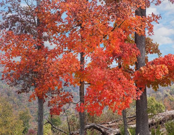 Red Maples-Ponca Wilderness-Arkansas