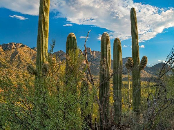 Saguaro Cacti and Santa Catalina Mountains at Catalina State Park-Arizona