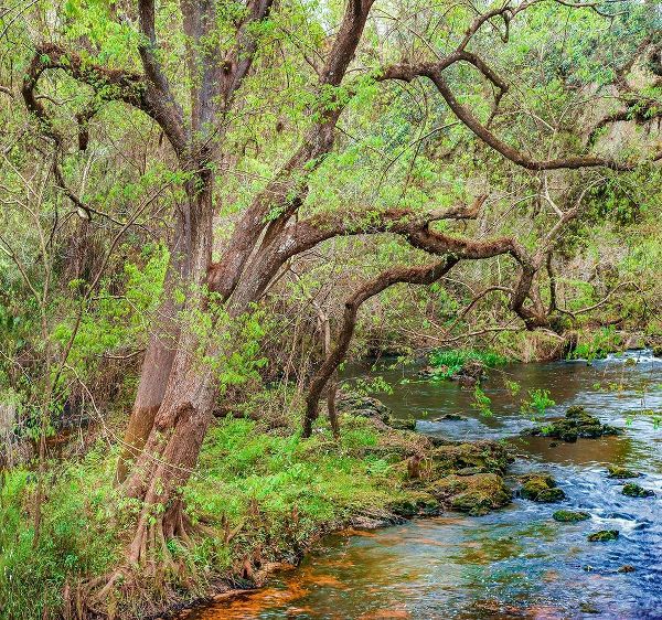 Harrison River State Park-Florida
