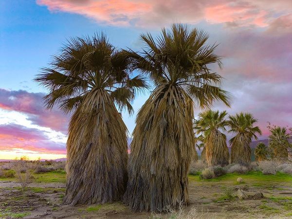 Fan Palms-Anza Borrego Desert-California