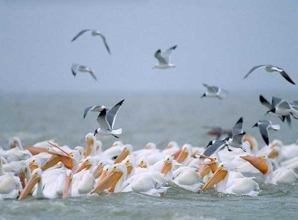 White Pelicans and Laughing Gulls-Galveston-Texas