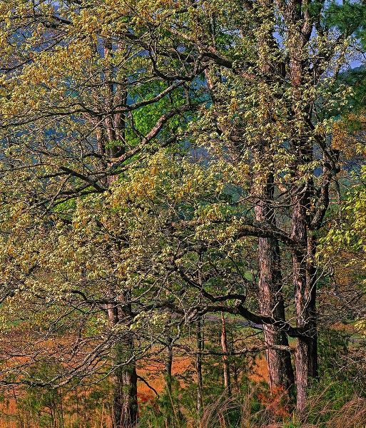 Cades Cove-Great Smoky Mountains National Park-Tennessee