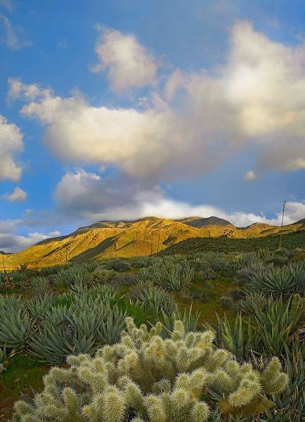 Cholla Cactus and Agaves-Mason Valley-California