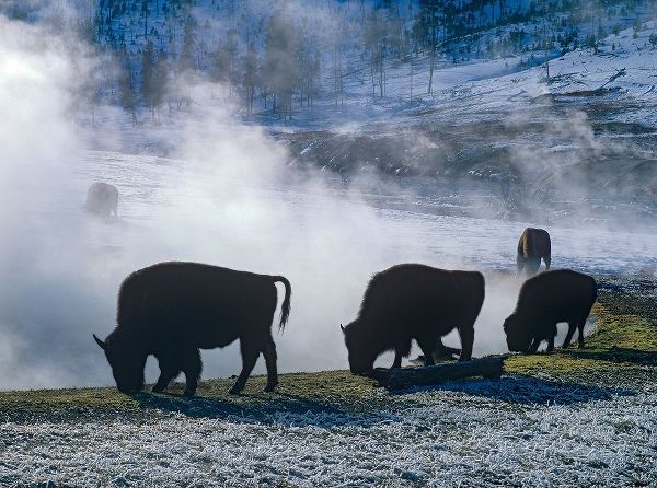 Bison at a Hot Spring-Yellowstone National Park-Wyoming