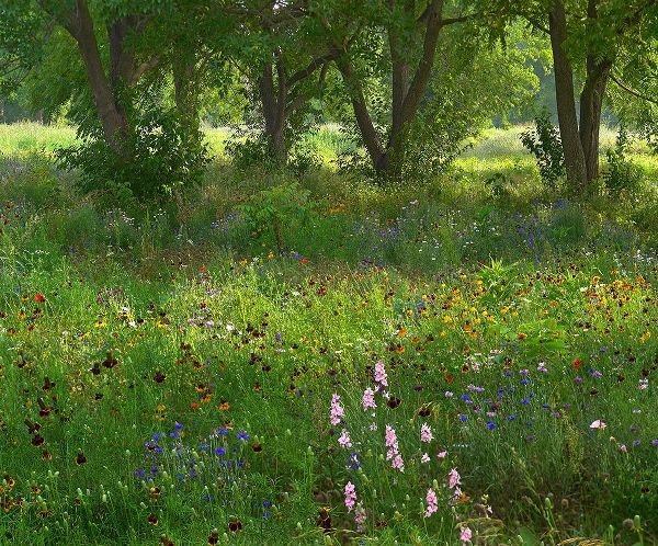 Wildflower Meadow at Jacksonport State Park-Arkansas