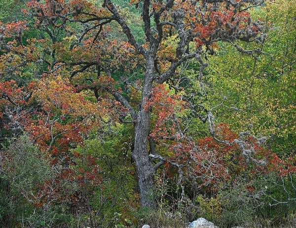 Maples in autumn-Lost Maples State Park-Texas
