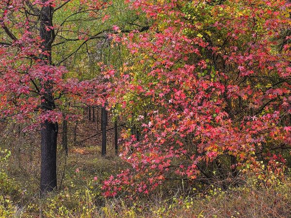 Sweetgum in autumn at Gillham Lake-Arkansas