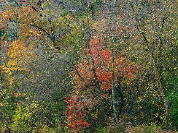 Oak-hickory Woodlands-Ozark National Forest-Arkansas