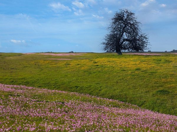 Shooting Star Wildflower Meadow-La Panza Range-California