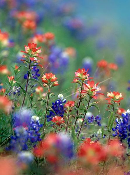 Texas Bluebonnets and Indian Paintbrushes-Hill Country-Texas