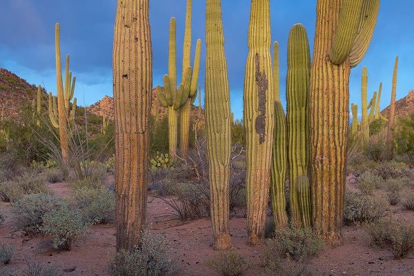 Tucson Mountains-Saguaro National Park-Arizona