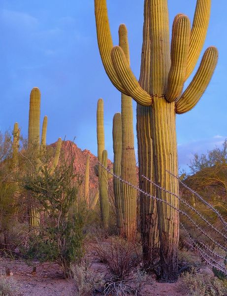 Tucson Mountains-Saguaro National Park-Arizona
