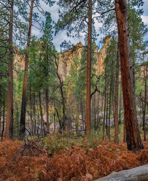 Coconino National Forest from West Fork Trail near Sedona-Arizona