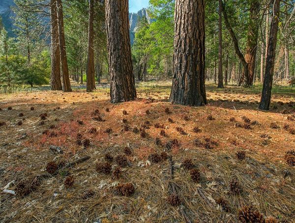 Pine Forest-Yosemite Valley-Yosemite National Park-California-USA