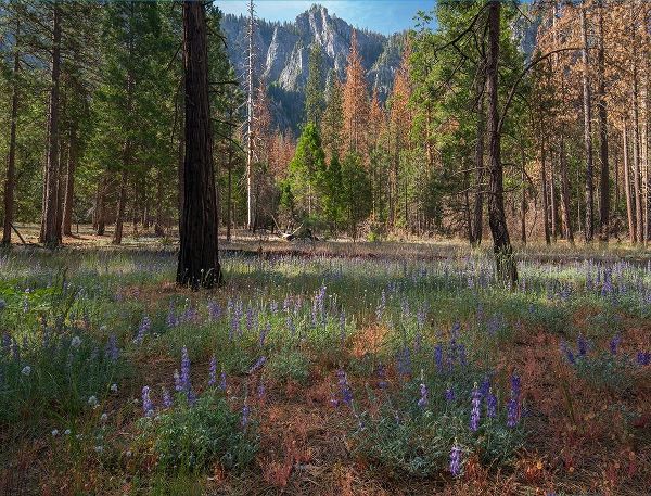 Lupine Meadow-Yosemite Valley-Yosemite National Park-California