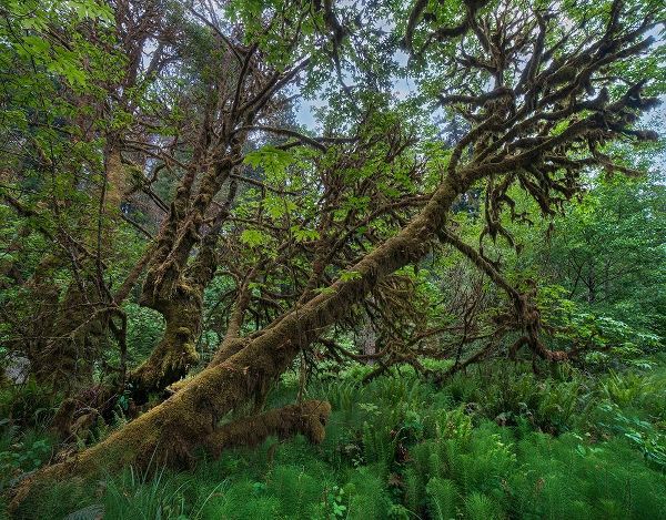 Mossy Big-leaf Maple-Redwood National Park-California-USA