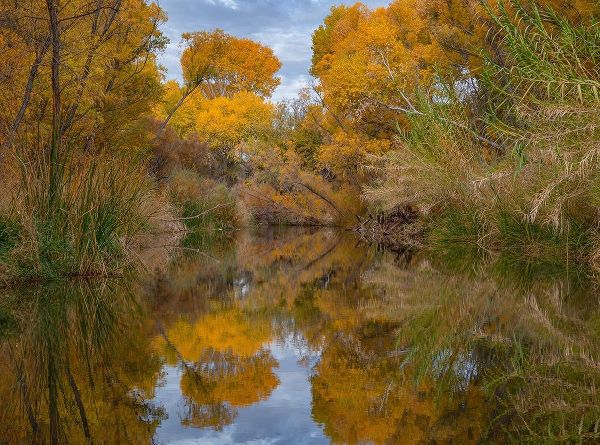 Lagoon Reflection-Dead Horse Ranch State Park-Arizona-USA
