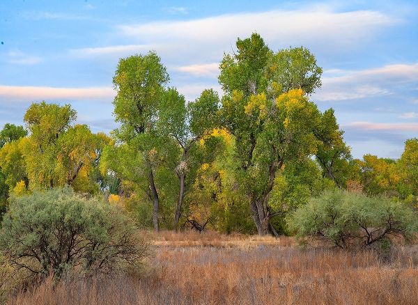 Riverine Forest-Dead Horse Ranch State Park-Arizona