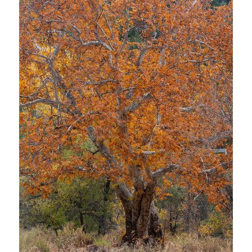 Sycamore Tree-East Verde River-Arizona-USA