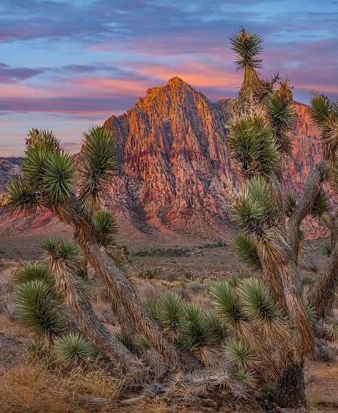 Red Rock Canyon National Conservation Area-Nevada-USA