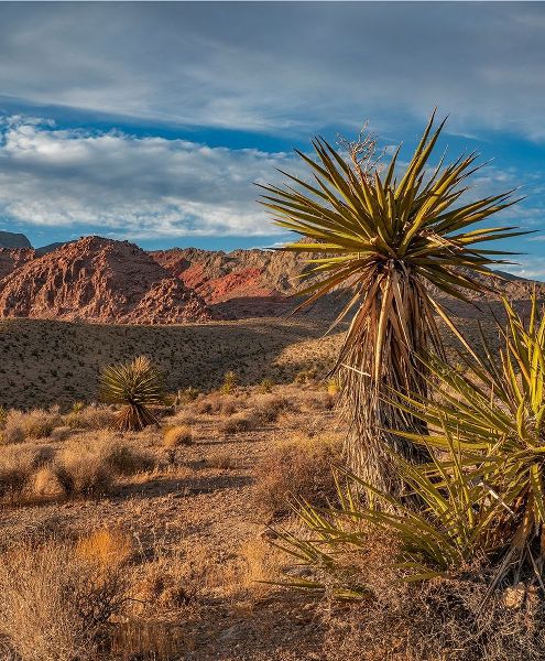 Red Rock Canyon National Conservation Area near Las Vegas-Nevada