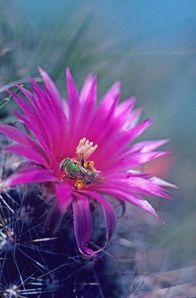 Fitzharris, Tim 아티스트의 Bee in Hedgehog Cactus 작품