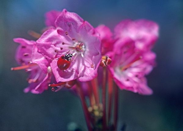 Fitzharris, Tim 아티스트의 Spotless Ladybug 작품