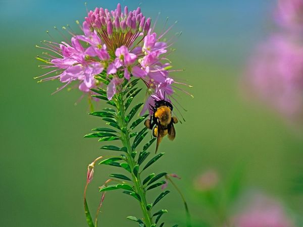 Fitzharris, Tim 아티스트의 Bumble Bee Hangong on Rock Mountain Beeplant 작품