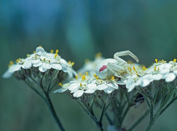 Fitzharris, Tim 아티스트의 Red Spotted Crab Spider on Queen Annes Lace 작품