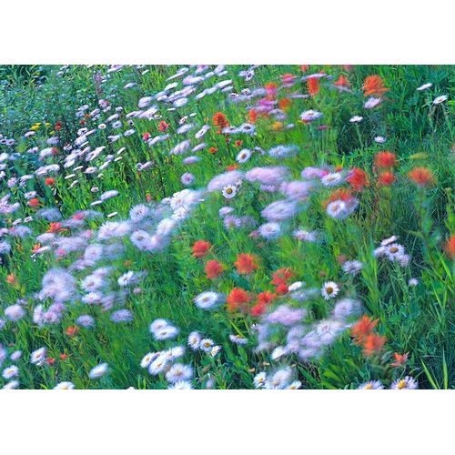 Fitzharris, Tim 아티스트의 Alpine Wildflowers 작품