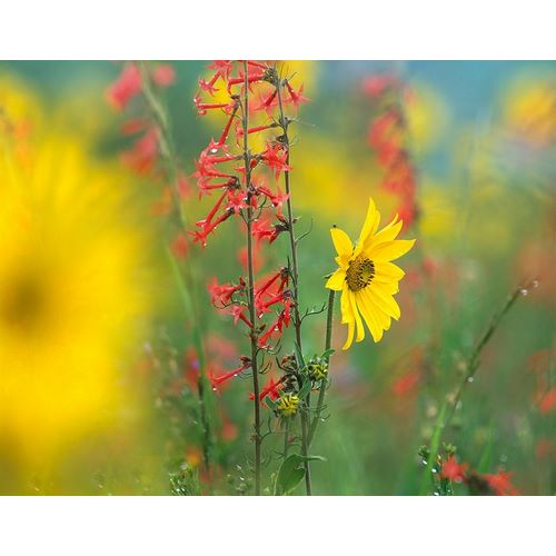 Fitzharris, Tim 아티스트의 Sunflower and Scarlet Gilia 작품