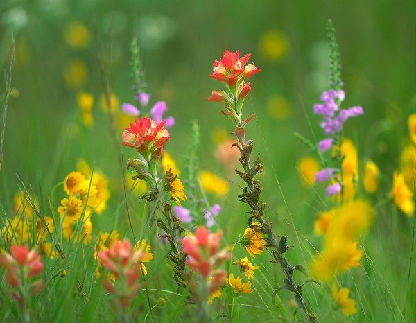 Fitzharris, Tim 아티스트의 Indian Paintbrushes with Coreopsis and Hairy Beartoungue Penstemon 작품
