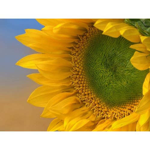 Fitzharris, Tim 아티스트의 Sunflowers III 작품