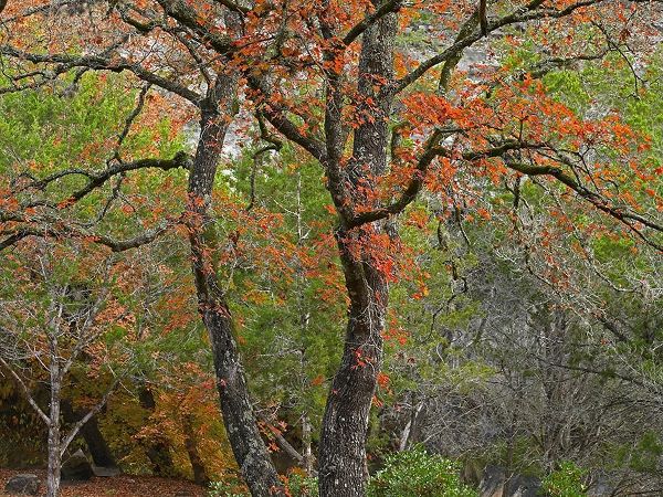 Fitzharris, Tim 아티스트의 Lost Maples State Park-Texas 작품