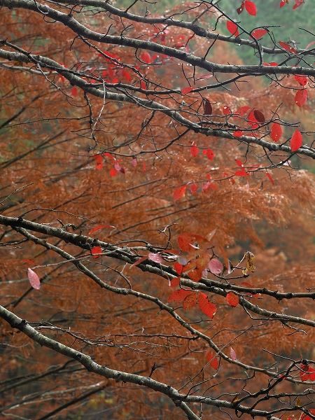 Fitzharris, Tim 아티스트의 Blackgum in autumn near Milwood Lake Arkansas 작품
