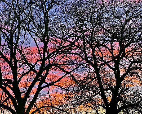 Fitzharris, Tim 아티스트의 Cottonwood Tree at Sunset 작품
