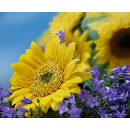 Fitzharris, Tim 아티스트의 Sunflowers and Campanula 작품