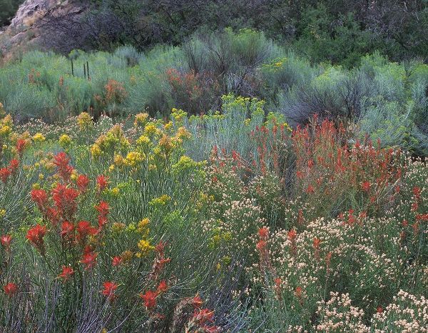 Fitzharris, Tim 아티스트의 Indian Paintbrushes and Chamisas 작품