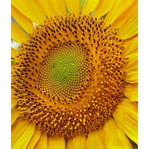 Fitzharris, Tim 아티스트의 Sunflowers 작품